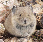 Minny Pika